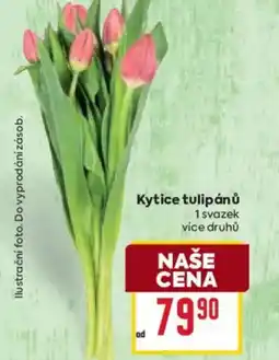 Billa Kytice tulipánů nabídka