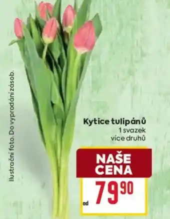 Billa Kytice tulipánů nabídka