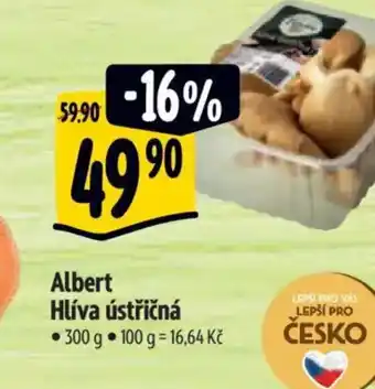 Albert Albert Hlíva ústřičná nabídka