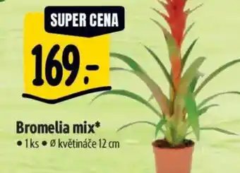 Albert Bromelia mix nabídka