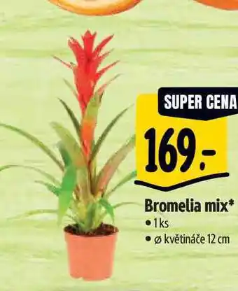 Albert Bromelia mix, pr. květináče 12 cm nabídka