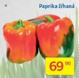 Kubík potraviny Paprika žíhaná nabídka