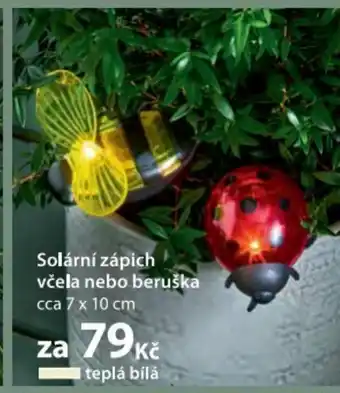 NKD Solární zápich včela nebo beruška nabídka