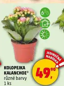 Penny Market KOLOPEJKA KALANCHOE různé barvy, 1 ks nabídka