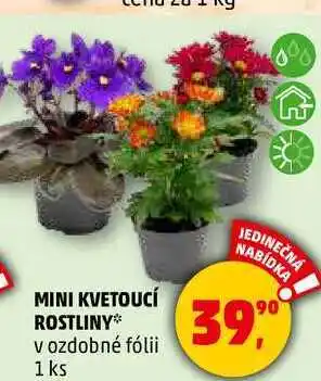 Penny Market MINI KVETOUCÍ ROSTLINY v ozdobné fólii, 1 ks nabídka