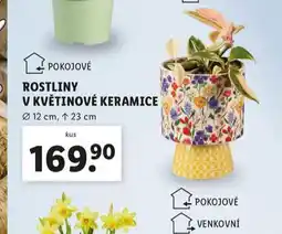 Lidl Rostliny v květinové keramice nabídka