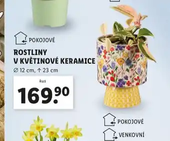 Lidl Rostliny v květinové keramice nabídka