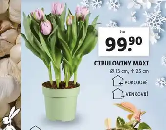 Lidl Cibulovny maxi nabídka