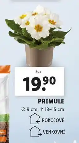 Lidl Primule nabídka