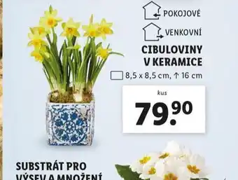 Lidl Cibuloviny v keramice nabídka