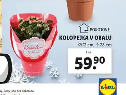 Lidl Kolopejka v obalu nabídka