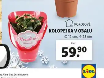 Lidl Kolopejka v obalu nabídka