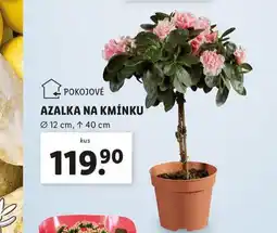 Lidl Azalka na kmínku nabídka