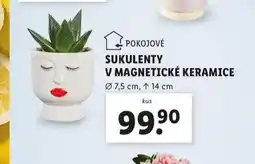 Lidl Sukulenty v magnetické keramice nabídka