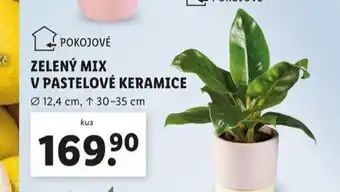 Lidl Zelený mix v pastelové keramice nabídka