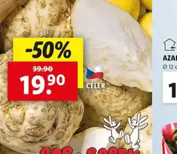 Lidl Celer nabídka