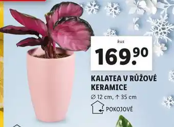 Lidl Kalatea v růžové keramice nabídka