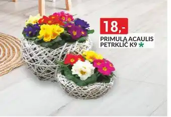 Baumax Primula acaulis petrklíč nabídka