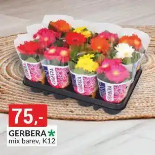 Baumax Gerbera nabídka