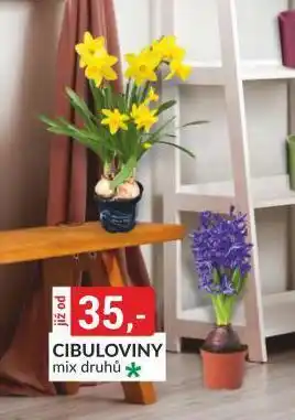 Baumax Cibuloviny nabídka