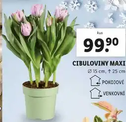 Lidl CIBULOVINY MAXI nabídka