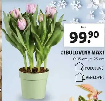 Lidl CIBULOVINY MAXI nabídka