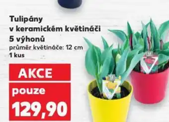 Kaufland Tulipány v keramickém květináči 5 výhonů nabídka