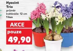 Kaufland Hyacint Trio nabídka