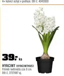 OBI HYACINT (HYACINTHUS) nabídka