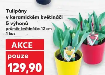 Trefa Tulipány v keramickém květináči 5 výhonů nabídka