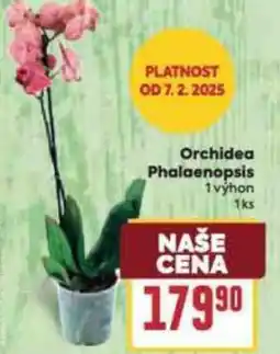 Billa Orchidea Phalaenopsis nabídka