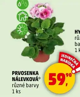 Penny Market Prvosenka nálevková nabídka