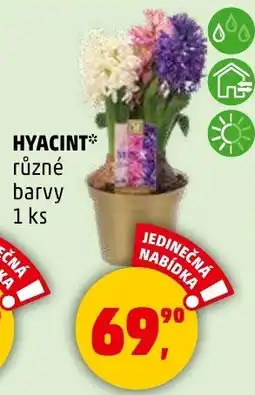 Penny Market Hyacint nabídka