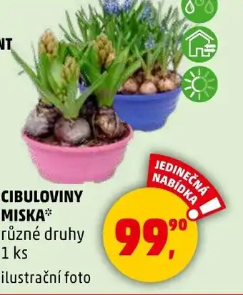 Penny Market Cibuloviny miska nabídka