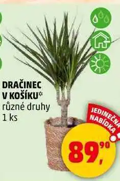 Penny Market DRAČINEC V KOŠÍKU různé druhy, 1 ks nabídka