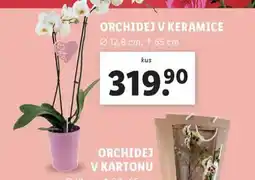 Lidl Orchidej v keramice nabídka