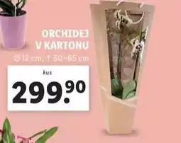 Lidl Orchidej v kartonu nabídka