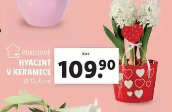 Lidl Hyacint v keramice nabídka