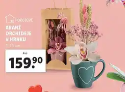 Lidl Arajž orchideje v hrnku nabídka