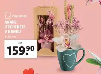 Lidl Arajž orchideje v hrnku nabídka