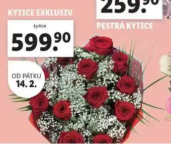 Lidl Kytice exkluzive nabídka