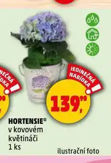 Penny Market Hortensie nabídka