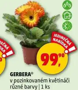 Penny Market GERBERA v pozinkovaném květináči různé barvy, 1 ks nabídka