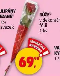Penny Market RŮŽE v dekorační fólii, 1 ks nabídka