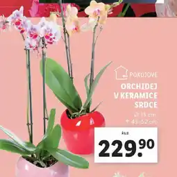 Lidl Orchidej v keramice srdce nabídka