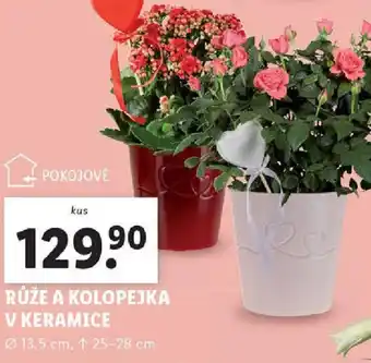 Lidl Růže a kolopejka v keramice nabídka