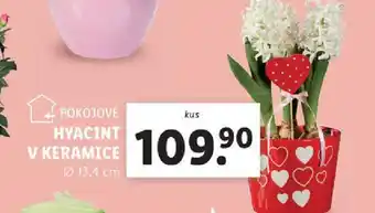 Lidl HYACINT V KERAMICE nabídka