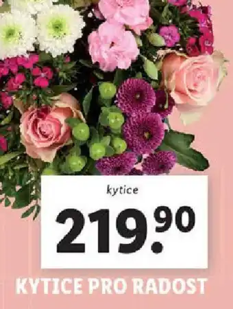 Lidl Kytice pro radost nabídka