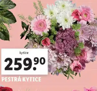 Lidl Pestrá kytice nabídka