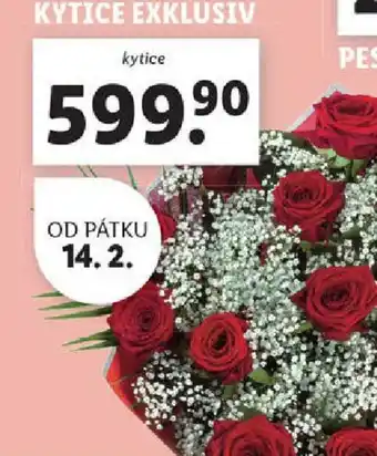 Lidl Kytice exklusiv nabídka